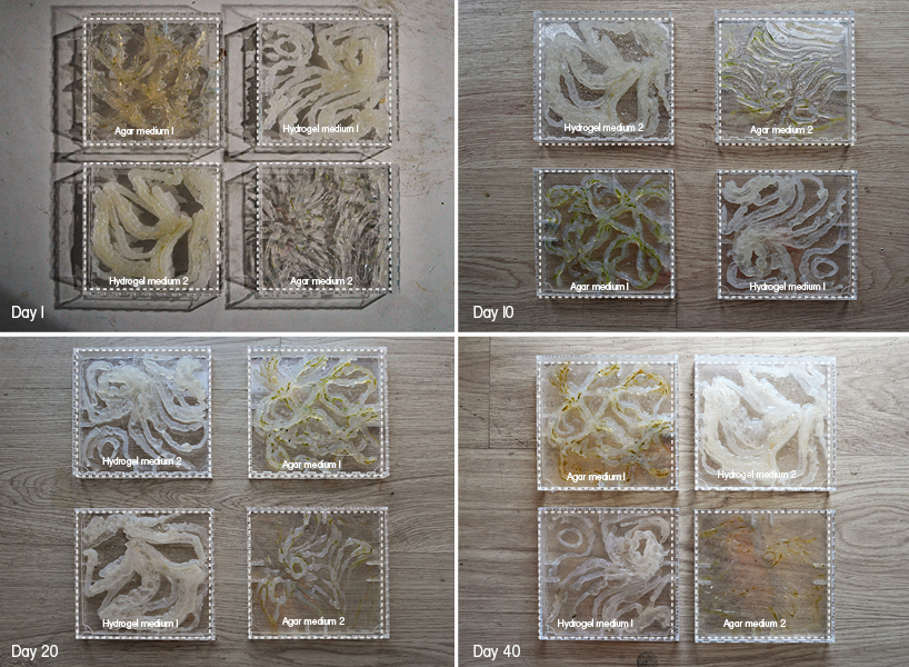 masters student looks to algae to create living screens using robotic fabrication