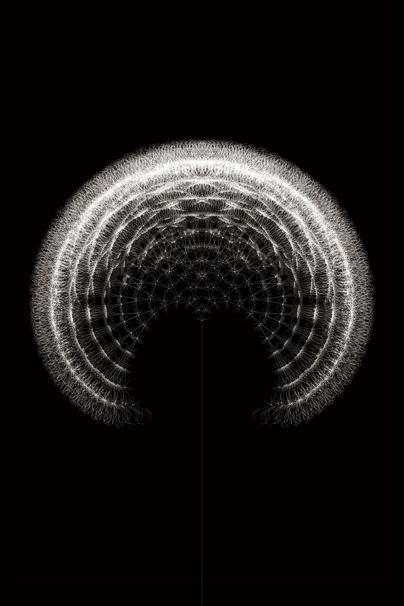 dandelion morphology
