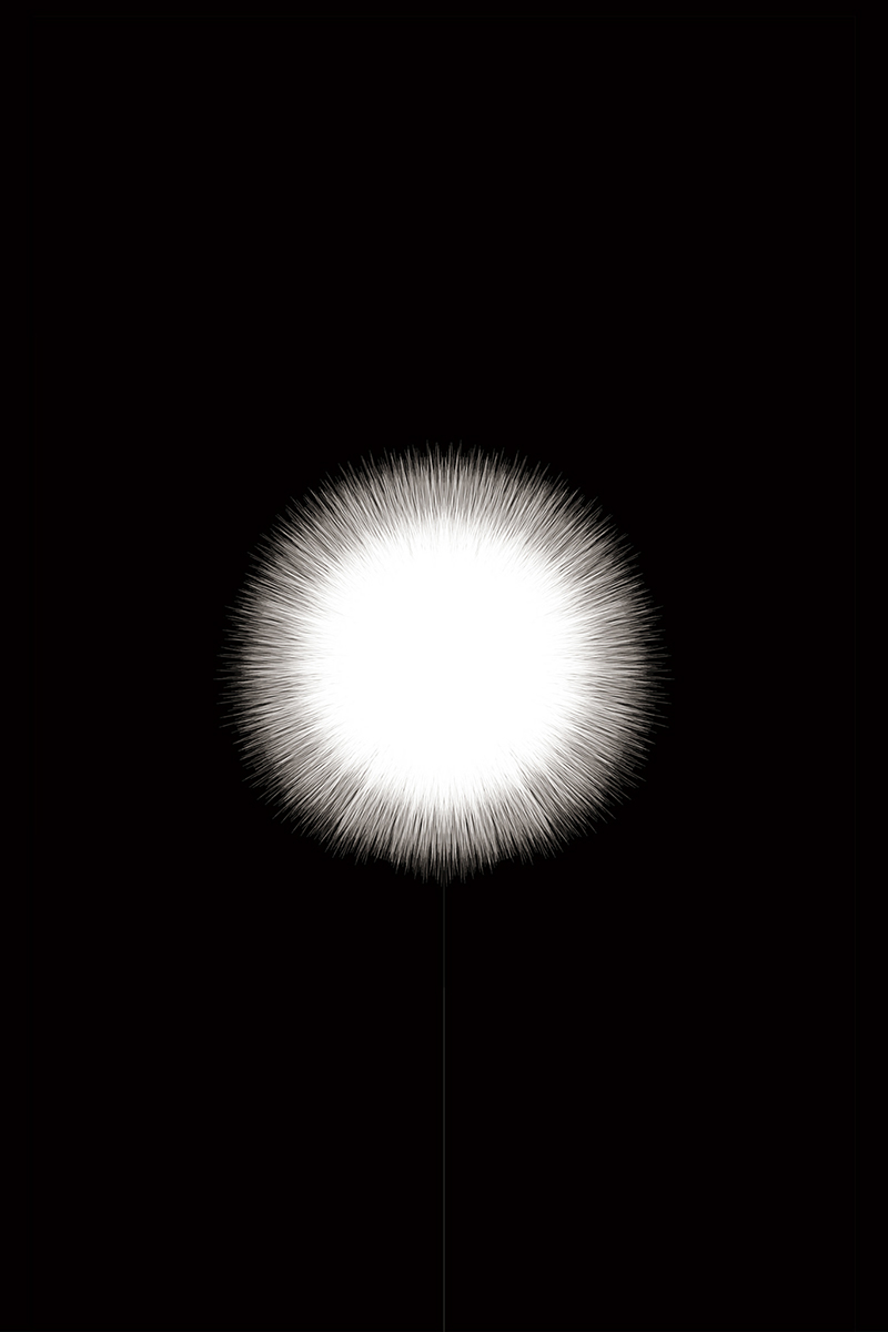 dandelion morphology