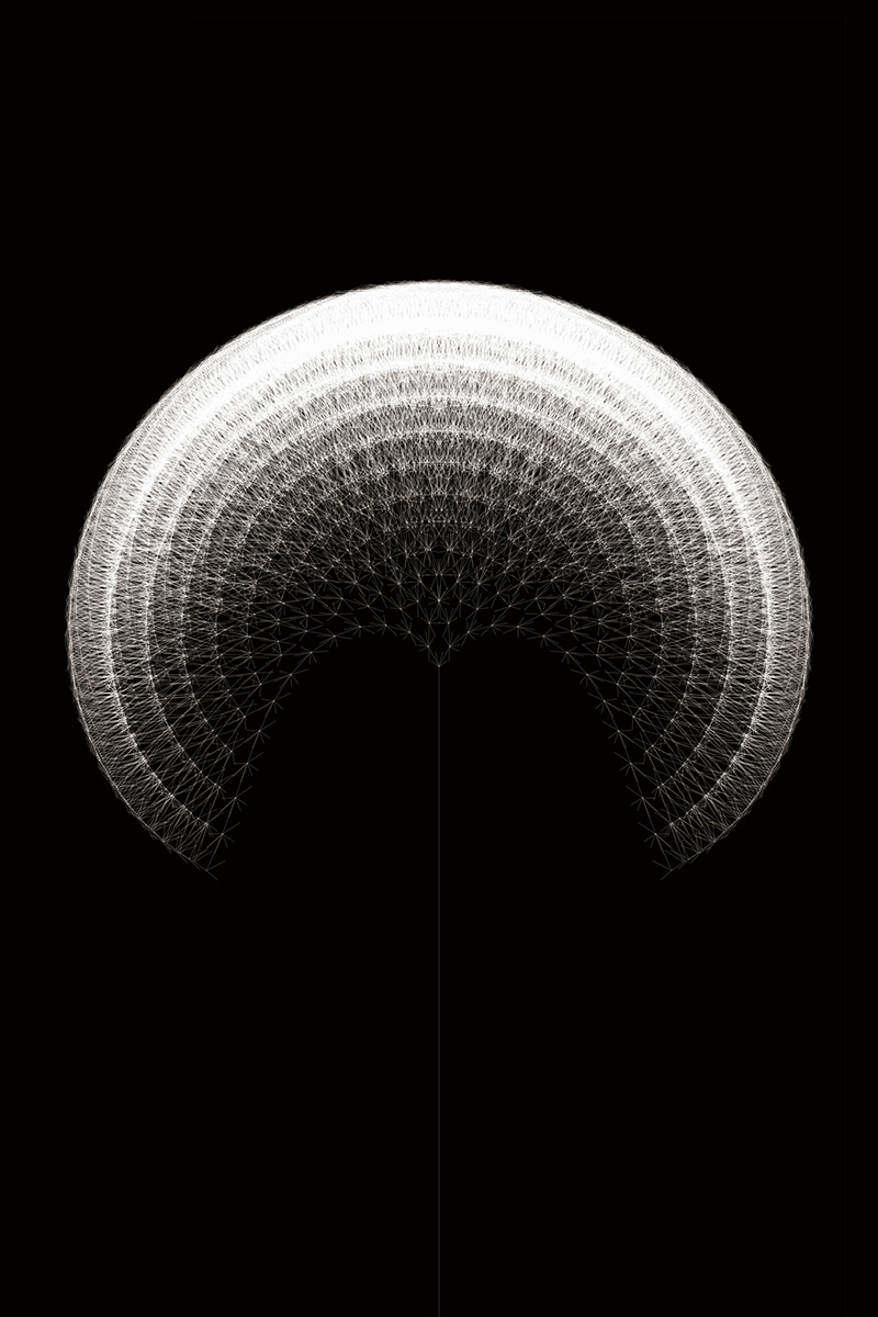 dandelion morphology