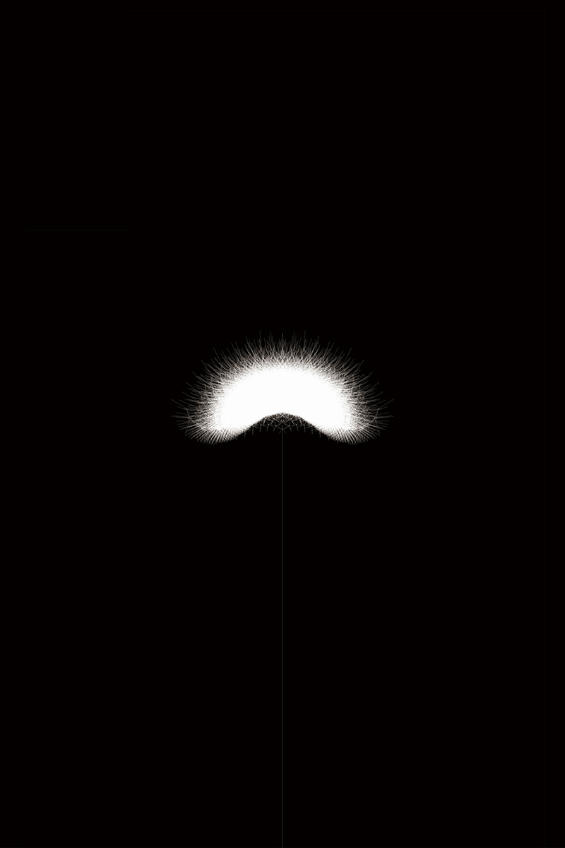 dandelion morphology
