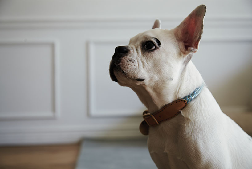 howlpot creates bespoke furnishings for your favorite companion