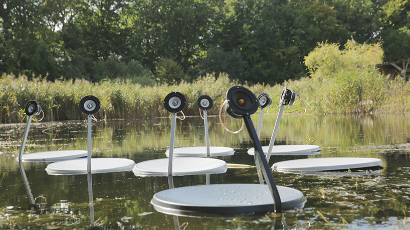 marco barotti swans marco barotti swans