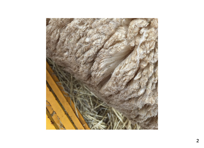 Wooly Australian Christmas