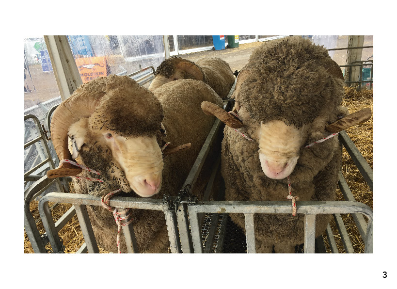 Wooly Australian Christmas