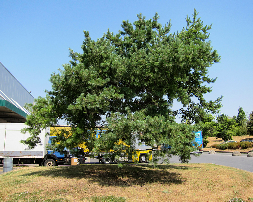 hugo livet's latest photography series depicts cityscapes with floating trees