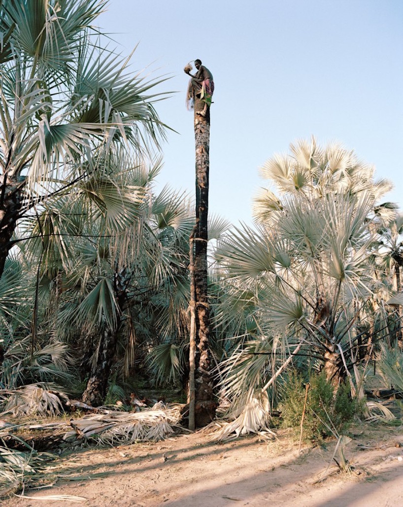 cape town-based photographer kyle weeks documents the dangerous practice of palm wine collecting