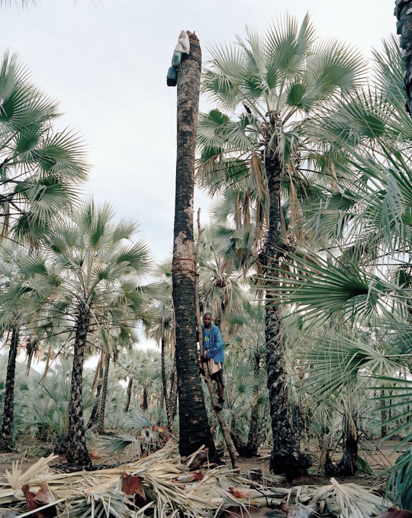 cape town-based photographer kyle weeks documents the dangerous practice of palm wine collecting
