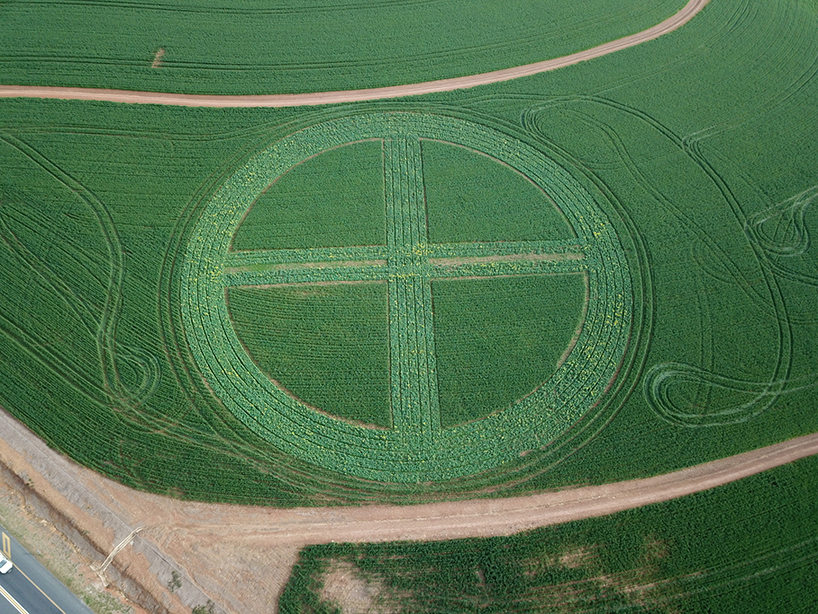 strijdom van der merwe plants two earth symbols with canola and wheat in south africa designboom