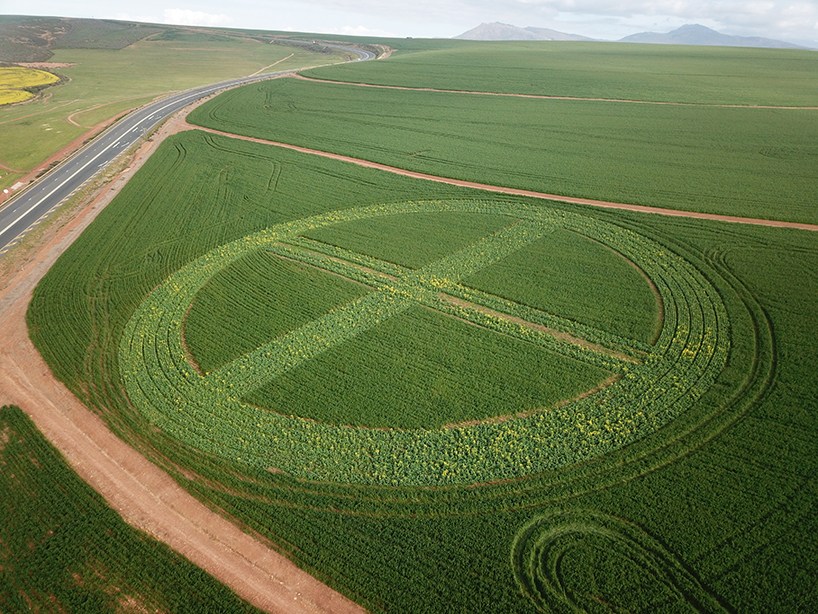 strijdom van der merwe plants two earth symbols with canola and wheat in south africa designboom