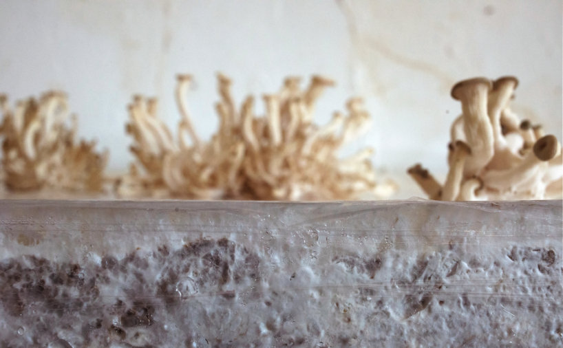 critical change explores using mycelium as a homegrown insulation material
