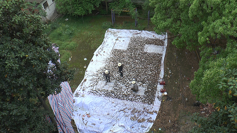 V studio's boston ivy-covered artwork preserves the memory of old shanty towns in china