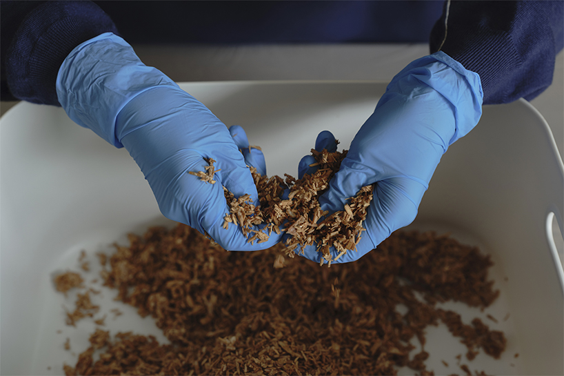 kuo duo creates mushroom mycelium masks to promote biomaterials designboom