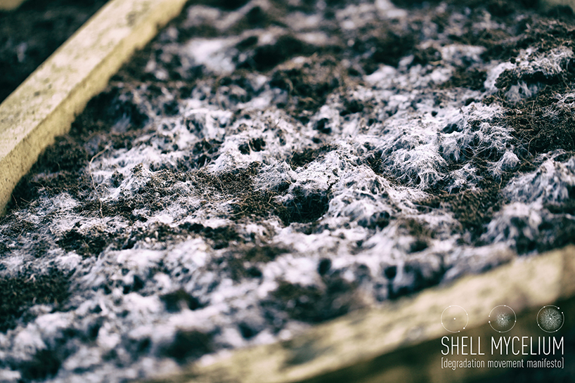 shell mycelium: exploring fungus growth as a possible building block
