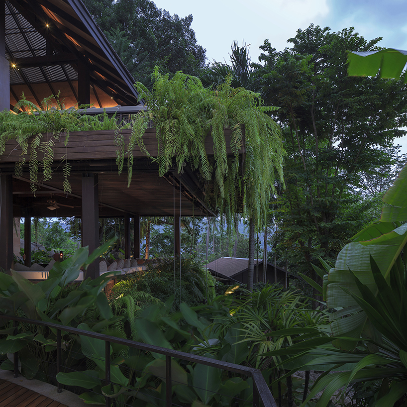 tropical rainforest envelops renovated spa resort in thailand with dense branches