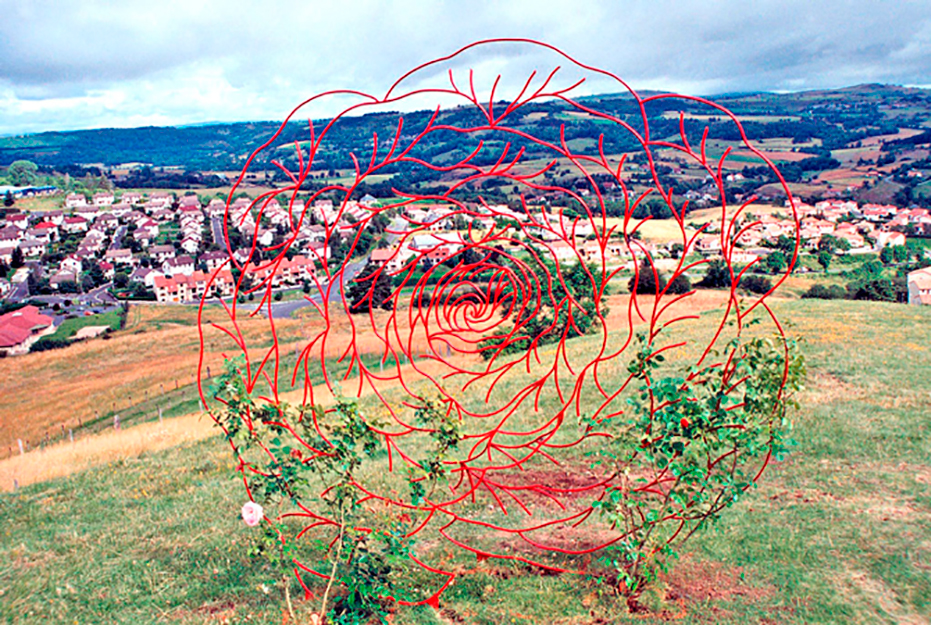 Eight Brazilian Roses and some thorns for Masaoka Shiki: A Rose Omen