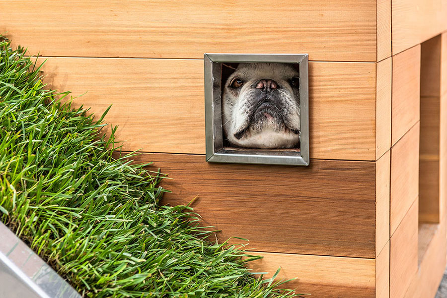 studio schicketanz's doggy dreamhouse designboom