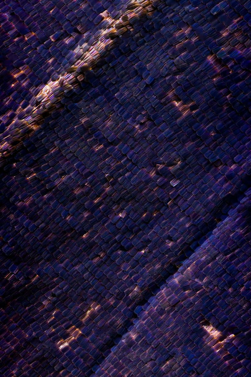 chris perani butterfly wings designboom