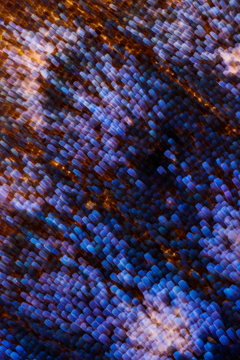 chris perani butterfly wings designboom