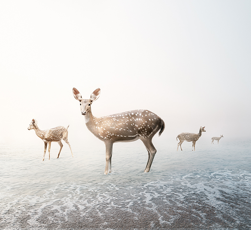 toronto based artist alice zilberberg depicts wild animals in digital paintings