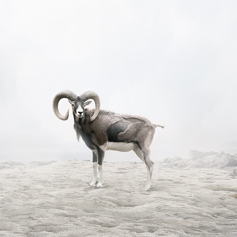 toronto based artist alice zilberberg depicts wild animals in digital paintings