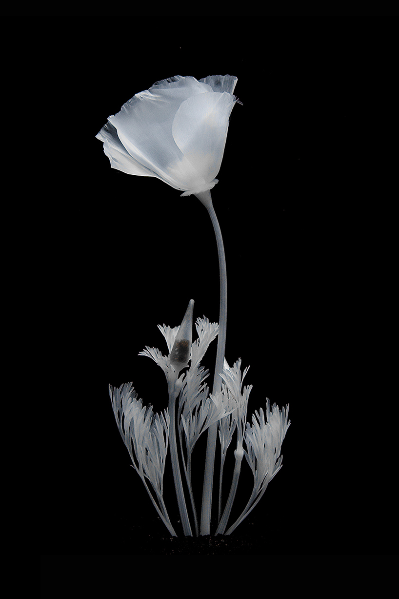 luna ikuta creates a ghostly water garden of transparent california poppies designboom