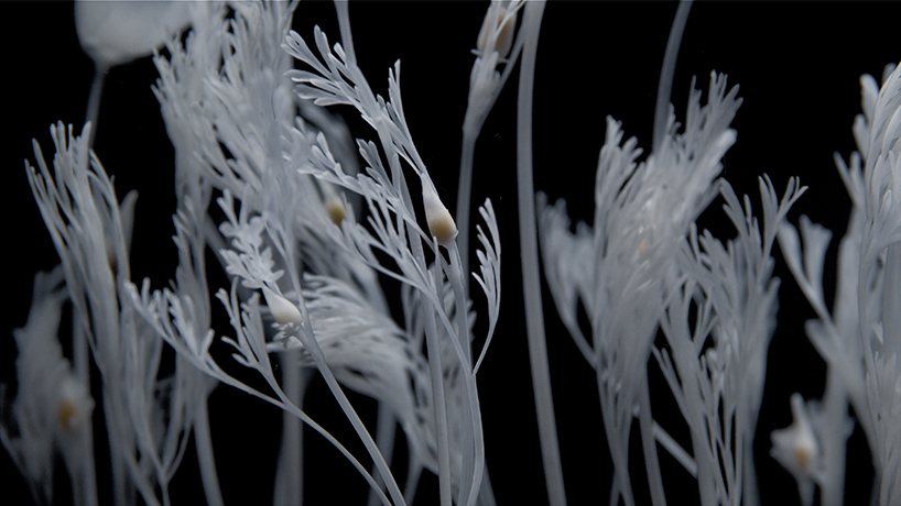 luna ikuta creates a ghostly water garden of transparent california poppies designboom