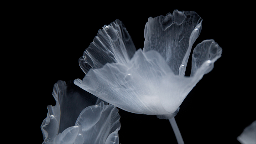 luna ikuta creates a ghostly water garden of transparent california poppies designboom