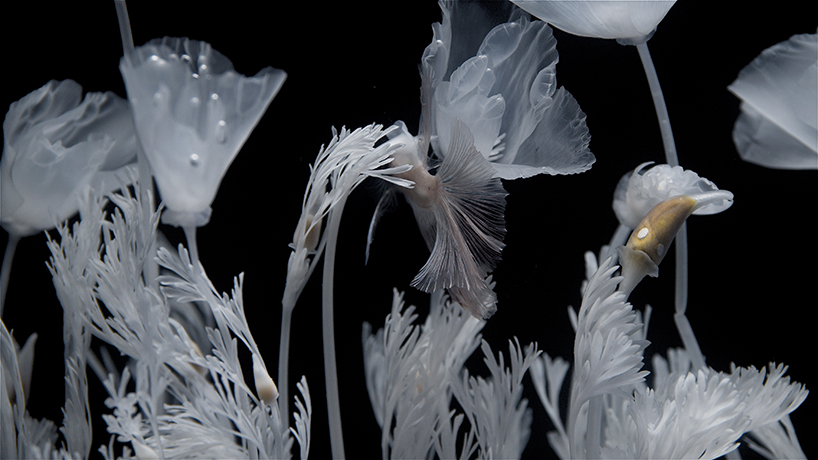 luna ikuta creates a ghostly water garden of transparent california poppies designboom