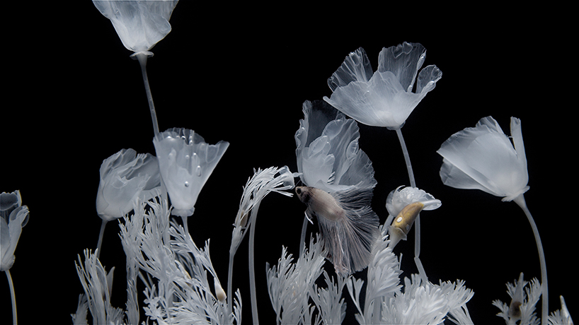 luna ikuta creates a ghostly water garden of transparent california poppies designboom