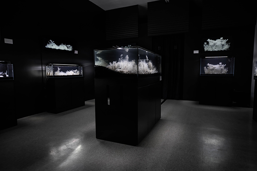 luna ikuta exhibits afterlife an ethereal aquarium installation of transparent botanical gardens 1