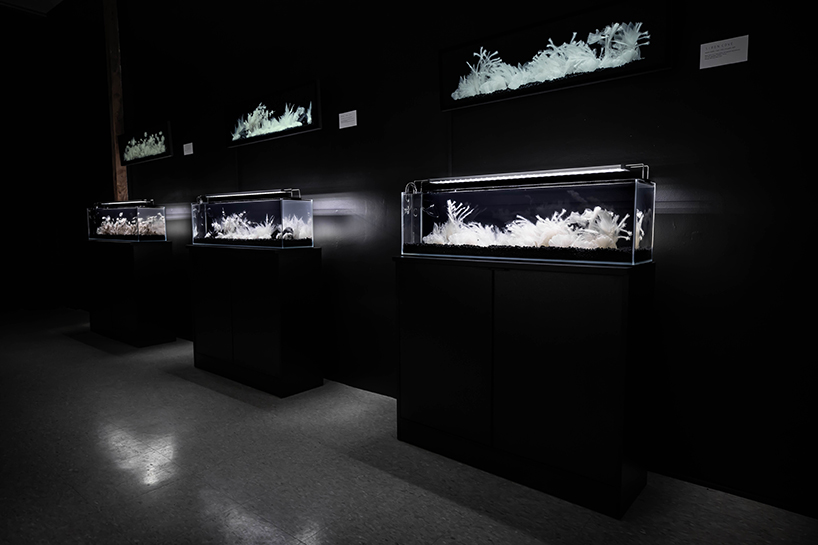 luna ikuta exhibits afterlife an ethereal aquarium installation of transparent botanical gardens 2