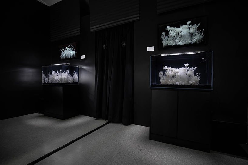 luna ikuta exhibits afterlife an ethereal aquarium installation of transparent botanical gardens 3