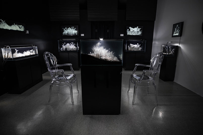 luna ikuta exhibits afterlife an ethereal aquarium installation of transparent botanical gardens 4