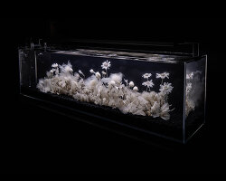 luna ikuta exhibits another ethereal aquarium installation of transparent botanical gardens