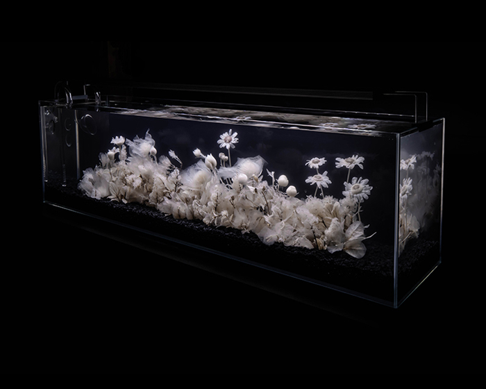 luna ikuta exhibits another ethereal aquarium installation of transparent botanical gardens