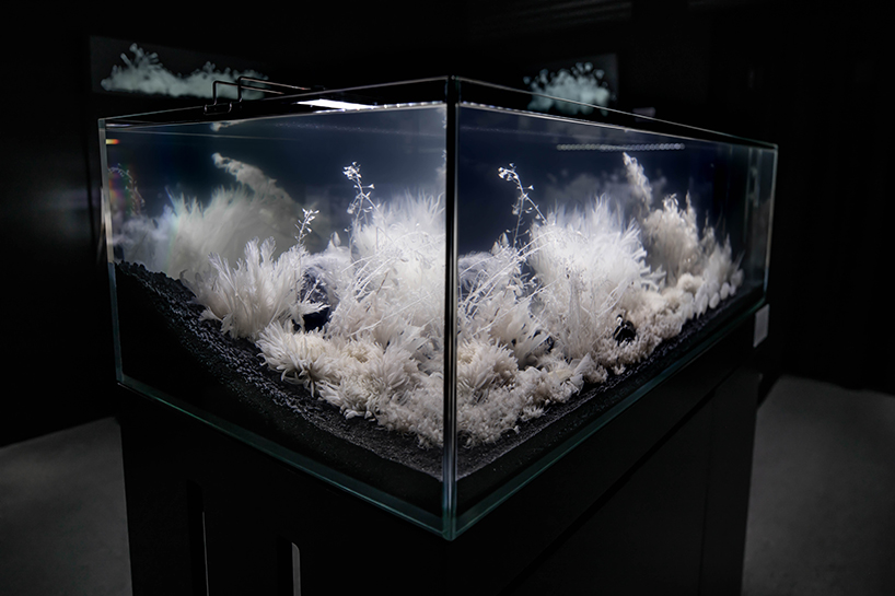 luna ikuta exhibits afterlife an ethereal aquarium installation of transparent botanical gardens 6