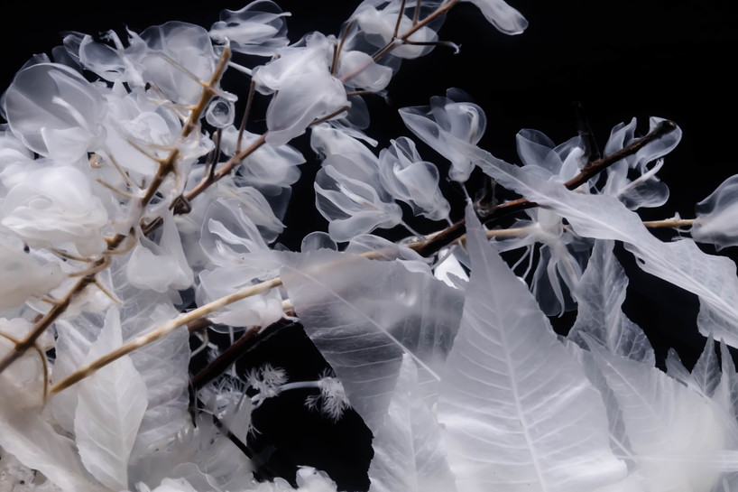 luna ikuta exhibits another ethereal aquarium installation of transparent botanical gardens