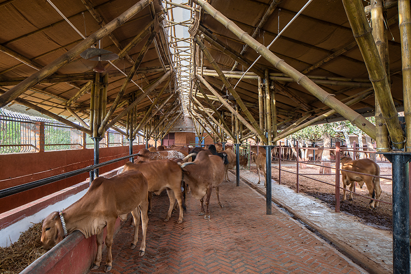 Do Cattle Need Shelter