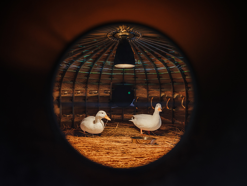 four floating wooden huts shape cheng tsung feng's duck nest installations