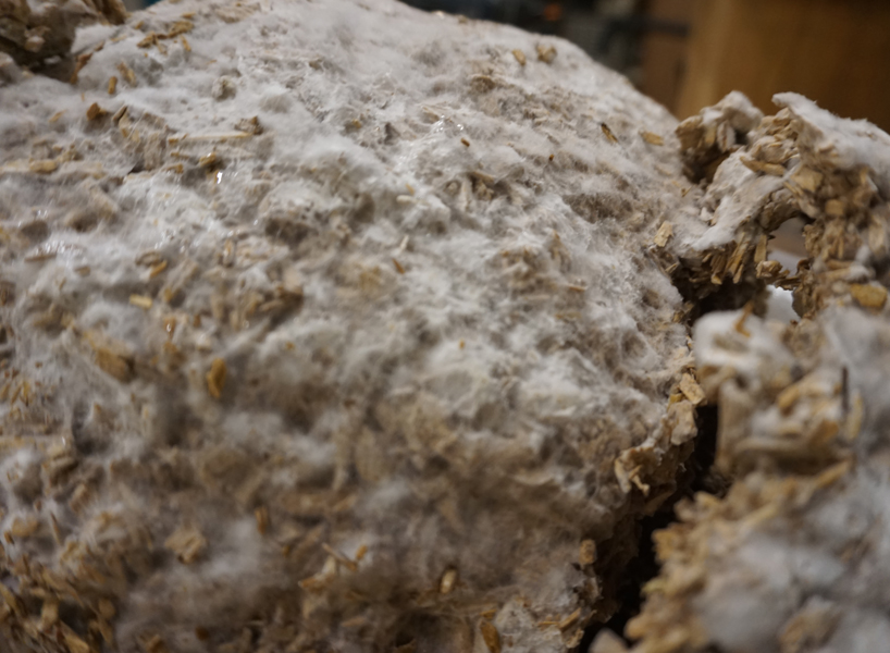 Mycelium Stool - Harvard Graduate School of Design