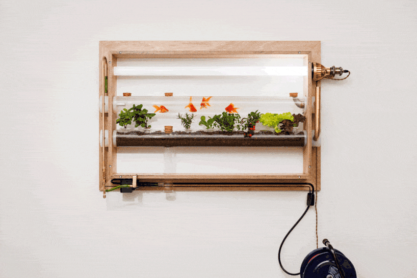 keisuke hatakenaka builds fish farming aquarium doubling as living landscape painting