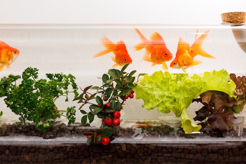 keisuke hatakenaka builds fish farming aquarium doubling as living landscape painting