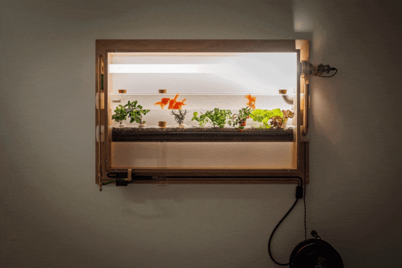 keisuke hatakenaka builds fish farming aquarium doubling as living landscape painting