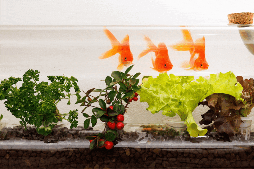 keisuke hatakenaka builds fish farming aquarium doubling as living landscape painting