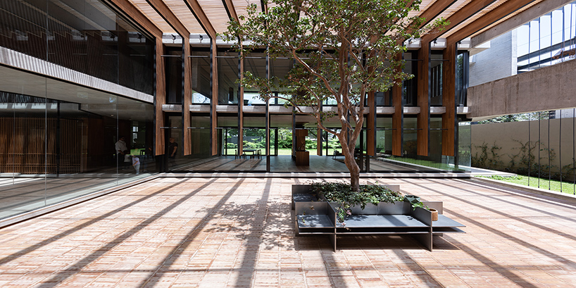 a 70-year-old guava tree becomes the central axis of 'casa patio del guayabo' in mexico