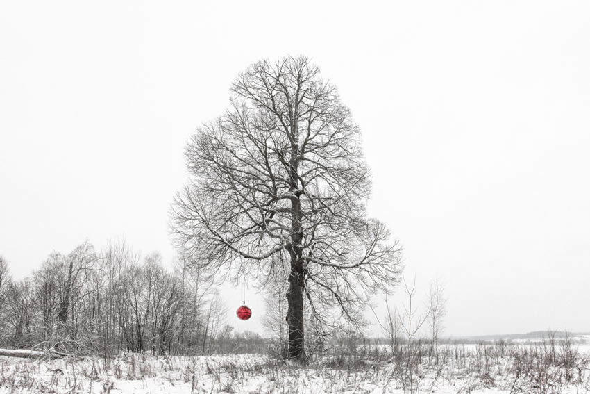 reflective red sphere suspends from tree in gregory orekhov&rsquo;s land art installation