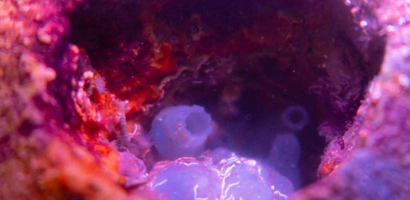 biopod creating marine life habitats in concrete underwater infrastructures 3