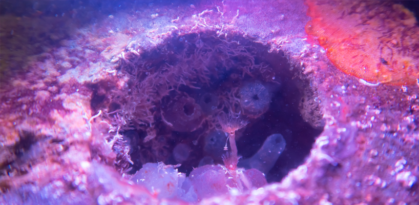 biopod creating marine life habitats in concrete underwater infrastructures 4