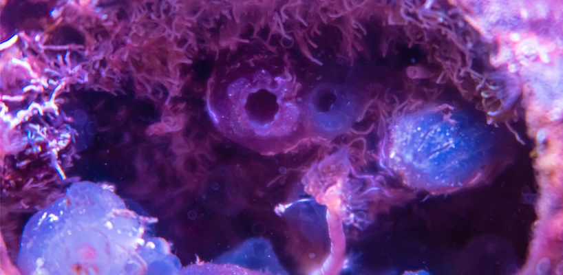 biopod creating marine life habitats in concrete underwater infrastructures 8